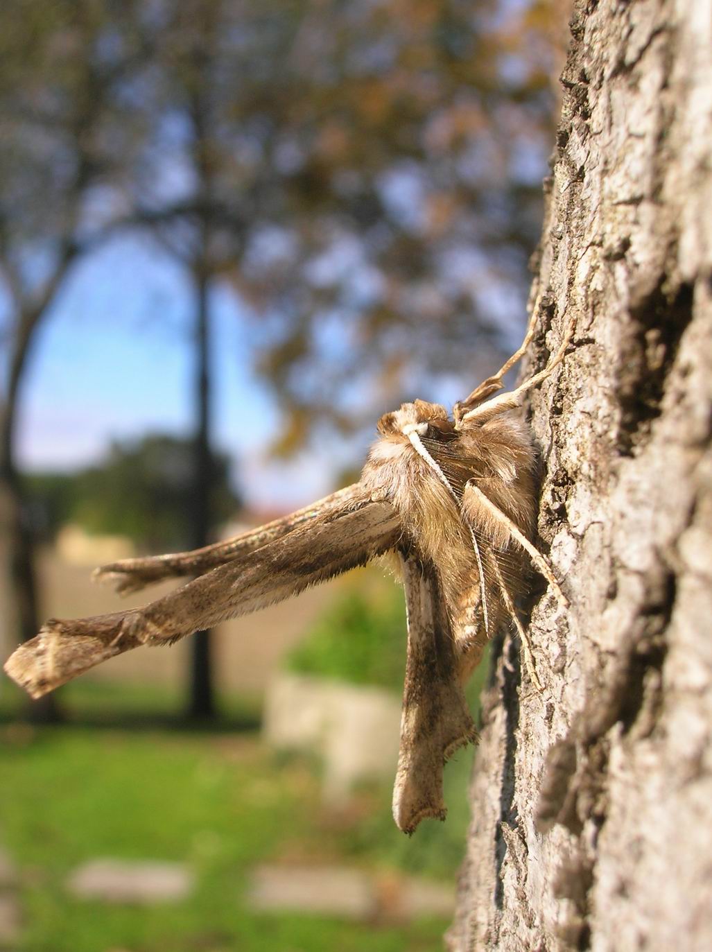 Apochima flabellaria